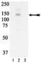 c-met antibody, NBP2-29681, Novus Biologicals, Western Blot image 