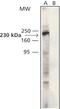 Myosin IXB antibody, PA1-24950, Invitrogen Antibodies, Western Blot image 