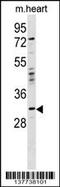Orthopedia Homeobox antibody, 59-740, ProSci, Western Blot image 
