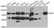 Kinesin-like protein KIF3A antibody, orb247542, Biorbyt, Western Blot image 