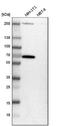 Gamma-Aminobutyric Acid Type A Receptor Alpha3 Subunit antibody, NBP1-87499, Novus Biologicals, Western Blot image 