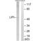 Lipase I antibody, A08196, Boster Biological Technology, Western Blot image 