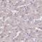 TLC Domain Containing 4 antibody, NBP2-33470, Novus Biologicals, Immunohistochemistry frozen image 