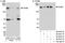 ERBB2 antibody, A300-622A, Bethyl Labs, Immunoprecipitation image 