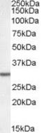 Dolichyl-Phosphate Mannosyltransferase Subunit 1, Catalytic antibody, PA5-19028, Invitrogen Antibodies, Western Blot image 