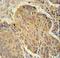 Proteasome 26S Subunit, Non-ATPase 7 antibody, LS-C162245, Lifespan Biosciences, Immunohistochemistry frozen image 