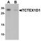 Tctex1 Domain Containing 1 antibody, LS-B8846, Lifespan Biosciences, Western Blot image 