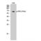 Fibroblast Growth Factor Receptor Substrate 2 antibody, LS-C381395, Lifespan Biosciences, Western Blot image 