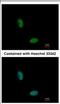 RNA Binding Motif Protein 10 antibody, NBP2-20100, Novus Biologicals, Immunofluorescence image 