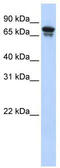 KID antibody, TA334696, Origene, Western Blot image 