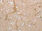 Neurocan core protein antibody, CSB-PA722190, Cusabio, Immunohistochemistry paraffin image 
