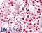 CTNNBL1 antibody, LS-B7040, Lifespan Biosciences, Immunohistochemistry frozen image 