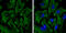 Beta-Actin antibody, GTX629630, GeneTex, Immunofluorescence image 