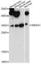 3-oxo-5-alpha-steroid 4-dehydrogenase 1 antibody, A14787, ABclonal Technology, Western Blot image 