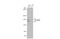 Latent-transforming growth factor beta-binding protein 4 antibody, GTX101725, GeneTex, Western Blot image 