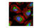 Hexokinase 1 antibody, 2024S, Cell Signaling Technology, Immunofluorescence image 
