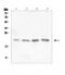 TATA-Box Binding Protein Associated Factor 12 antibody, A06944-1, Boster Biological Technology, Western Blot image 