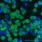 Cathelicidin Antimicrobial Peptide antibody, LS-C93988, Lifespan Biosciences, Immunofluorescence image 