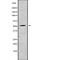 RasGEF Domain Family Member 1C antibody, PA5-68296, Invitrogen Antibodies, Western Blot image 