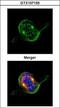 ZW10 interactor antibody, GTX107155, GeneTex, Immunofluorescence image 