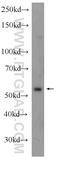 Mitogen-Activated Protein Kinase Kinase Kinase 21 antibody, 24395-1-AP, Proteintech Group, Western Blot image 