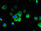 S1P3 antibody, LS-C397280, Lifespan Biosciences, Immunofluorescence image 
