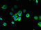 Sphingosine-1-Phosphate Receptor 3 antibody, LS-C397280, Lifespan Biosciences, Immunofluorescence image 