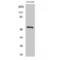 Tigger transposable element-derived protein 3 antibody, LS-C386419, Lifespan Biosciences, Western Blot image 