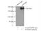 SPT6 Homolog, Histone Chaperone And Transcription Elongation Factor antibody, 23073-1-AP, Proteintech Group, Immunoprecipitation image 