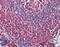 Toll Like Receptor 9 antibody, LS-B2839, Lifespan Biosciences, Immunohistochemistry frozen image 
