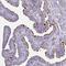 NME/NM23 Family Member 5 antibody, HPA044555, Atlas Antibodies, Immunohistochemistry frozen image 