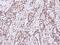 Suppressor Of Variegation 3-9 Homolog 1 antibody, 101527-T08, Sino Biological, Immunohistochemistry paraffin image 