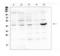 Pim-1 Proto-Oncogene, Serine/Threonine Kinase antibody, LS-C357504, Lifespan Biosciences, Western Blot image 