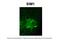 SIM BHLH Transcription Factor 1 antibody, ARP33296_P050, Aviva Systems Biology, Immunohistochemistry frozen image 