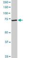 EF-Hand Domain Containing 1 antibody, H00114327-D01P, Novus Biologicals, Western Blot image 