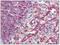 Major Histocompatibility Complex, Class I, E antibody, SM3053P, Origene, Immunohistochemistry frozen image 