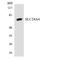 Solute Carrier Family 24 Member 4 antibody, LS-C200680, Lifespan Biosciences, Western Blot image 