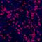 CD8 antibody, A700-044, Bethyl Labs, Immunohistochemistry paraffin image 