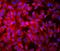 Growth Hormone Receptor antibody, A00698, Boster Biological Technology, Immunofluorescence image 