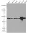 Signal Transducer And Activator Of Transcription 6 antibody, 66717-1-Ig, Proteintech Group, Western Blot image 