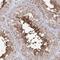 Solute Carrier Family 26 Member 8 antibody, NBP1-87419, Novus Biologicals, Immunohistochemistry frozen image 