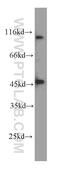 Transcription Termination Factor 1 antibody, 60235-1-Ig, Proteintech Group, Western Blot image 
