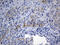 NUOMS antibody, LS-C792515, Lifespan Biosciences, Immunohistochemistry paraffin image 