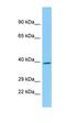 Multifunctional protein ADE2-like antibody, orb325252, Biorbyt, Western Blot image 