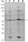 SMAD Family Member 4 antibody, abx015994, Abbexa, Western Blot image 