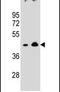 Olfactory Receptor Family 10 Subfamily A Member 4 antibody, PA5-24349, Invitrogen Antibodies, Western Blot image 