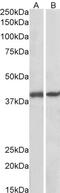 Short Coiled-Coil Protein antibody, 42-426, ProSci, Western Blot image 
