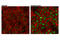 Tumor Protein P73 antibody, 14620S, Cell Signaling Technology, Immunocytochemistry image 