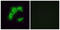 Olfactory Receptor Family 5 Subfamily I Member 1 antibody, LS-C120892, Lifespan Biosciences, Immunofluorescence image 