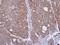Hydroxyacylglutathione Hydrolase antibody, PA5-28292, Invitrogen Antibodies, Immunohistochemistry frozen image 